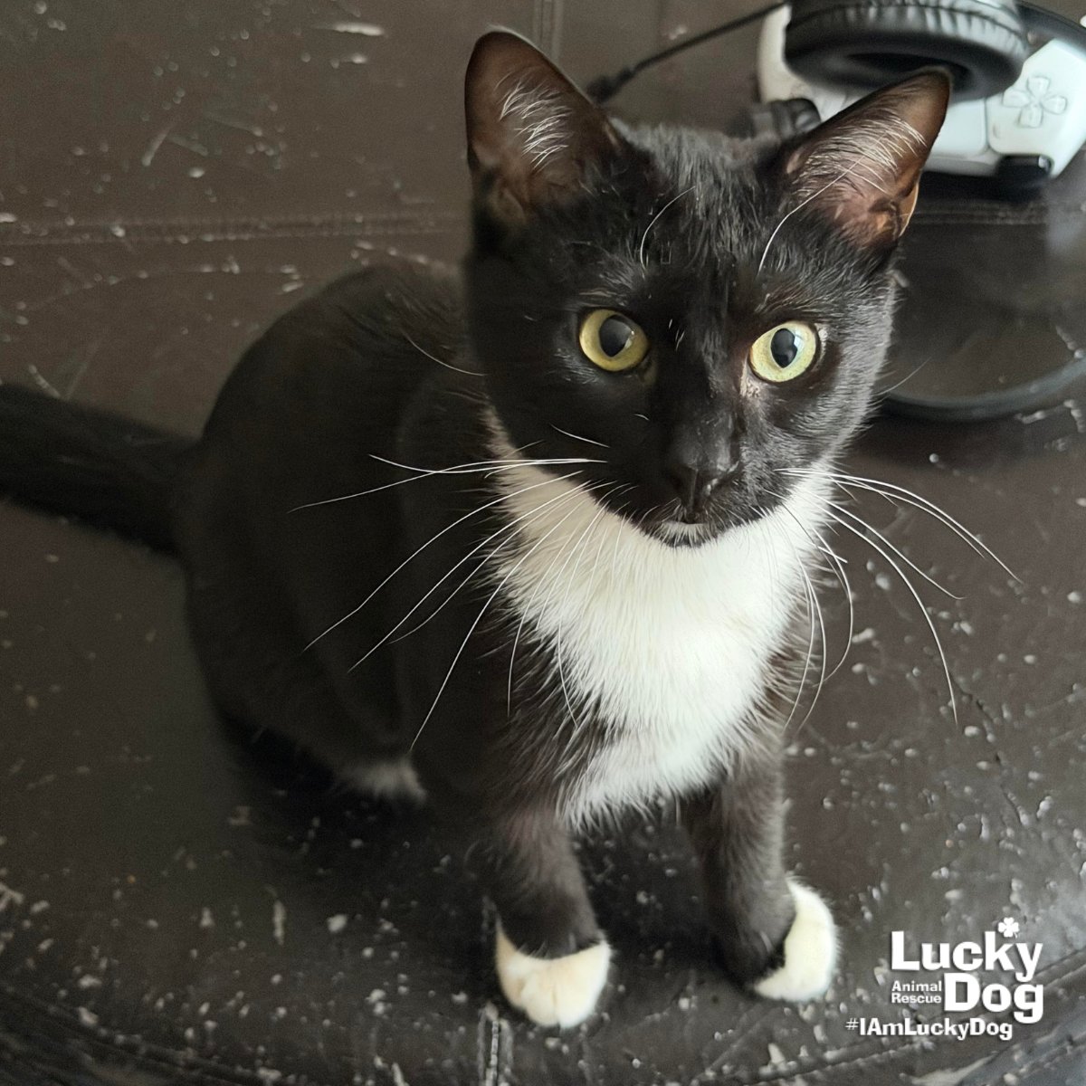 KYLE - Domestic Short Hair / Tuxedo available for adoption