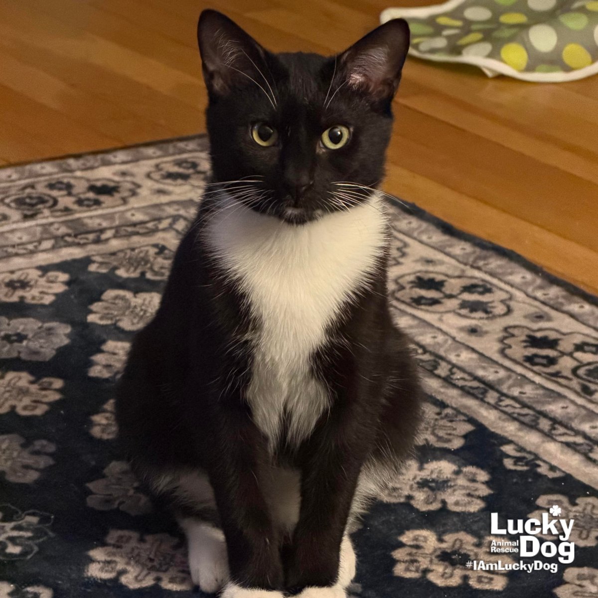 KYLE - Domestic Short Hair / Tuxedo available for adoption