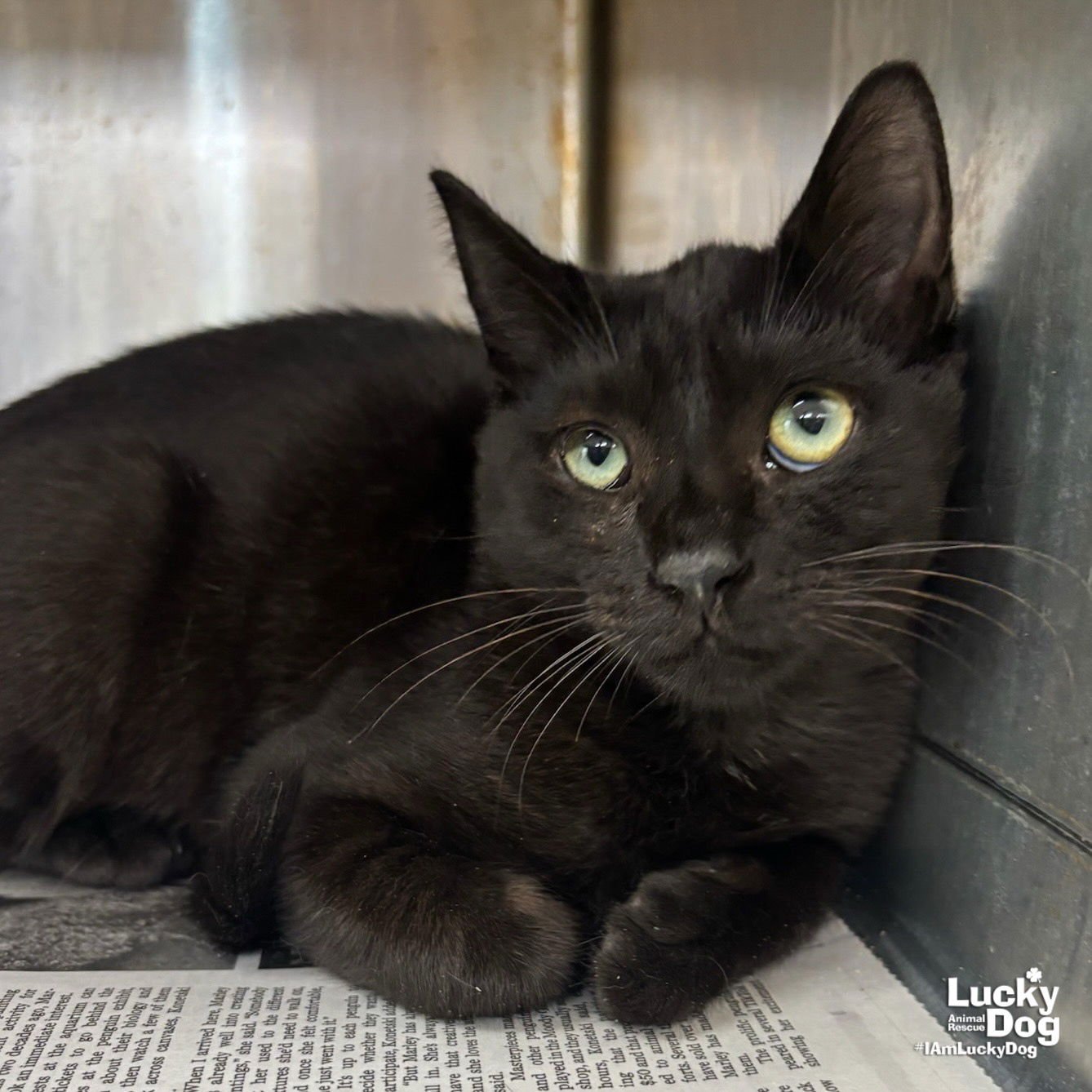 SID - Domestic Short Hair available for adoption