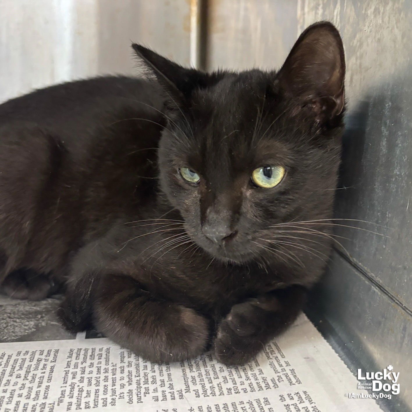 SID - Domestic Short Hair available for adoption