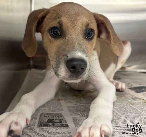BANJO - Beagle / Labrador Retriever available for adoption