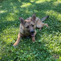Brownie - Photo 3