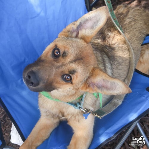 BROWNIE - German Shepherd Dog / Shepherd available for adoption