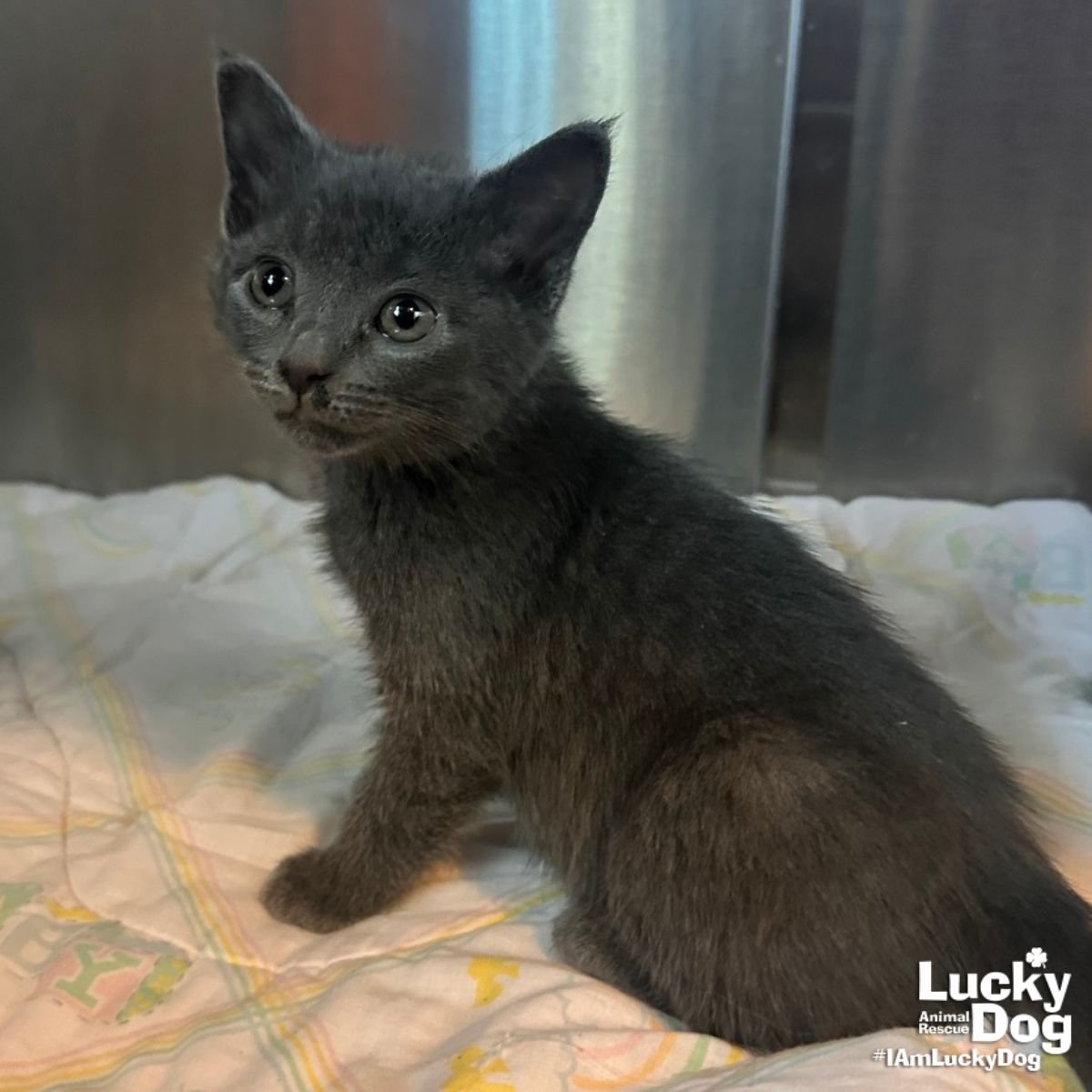 LIL PAM - Domestic Short Hair available for adoption