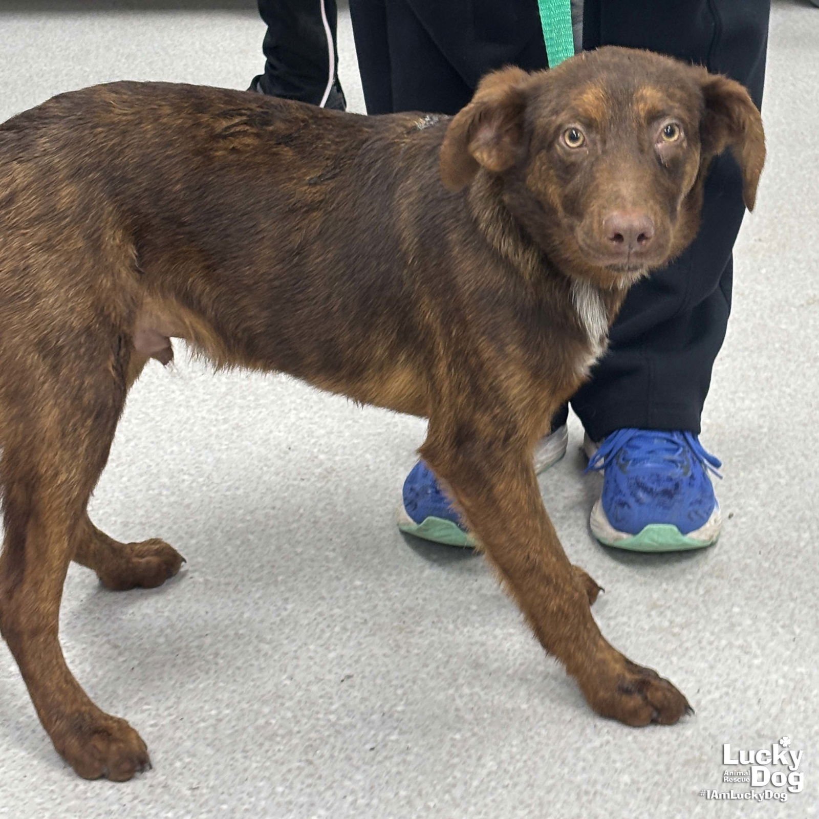 BROWNIE - Australian Shepherd available for adoption