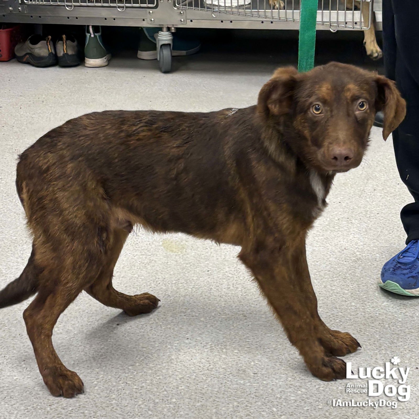 BROWNIE - Australian Shepherd available for adoption