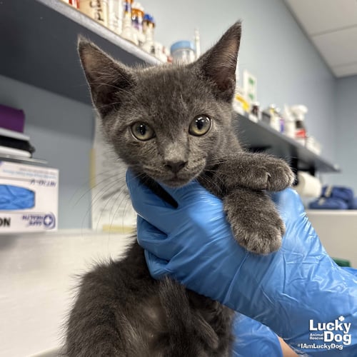 WESLEY - Domestic Short Hair available for adoption