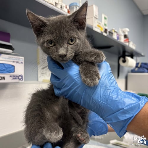 WESLEY - Domestic Short Hair available for adoption