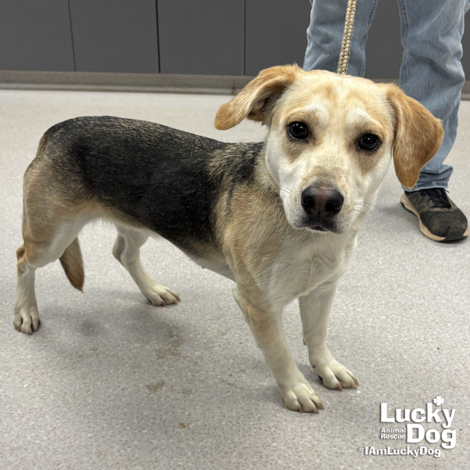 MADAM SQUISHY - Labrador Retriever / Shepherd available for adoption