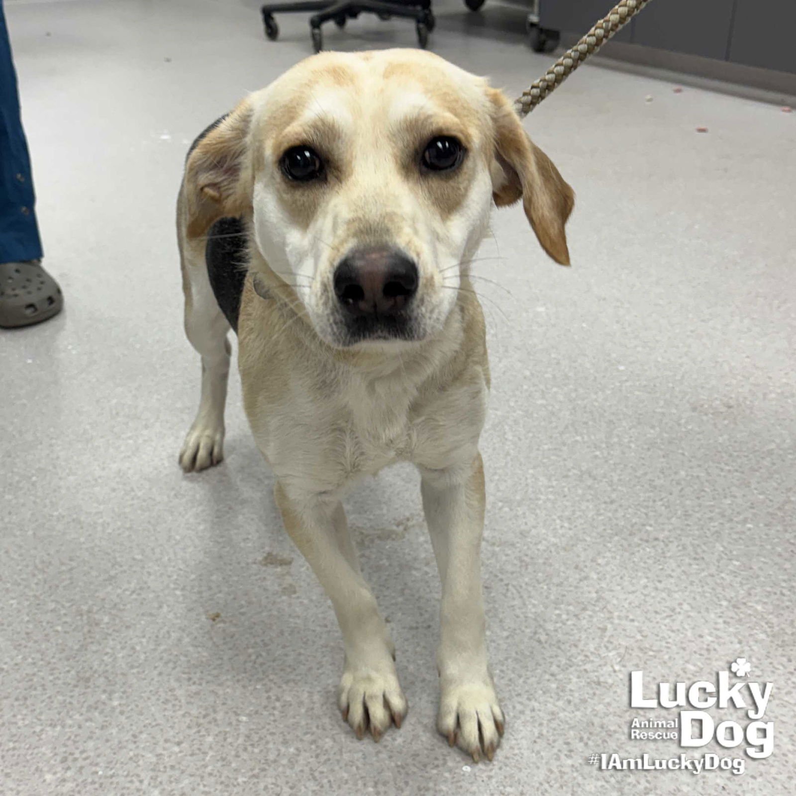 MADAM SQUISHY - Labrador Retriever / Shepherd available for adoption