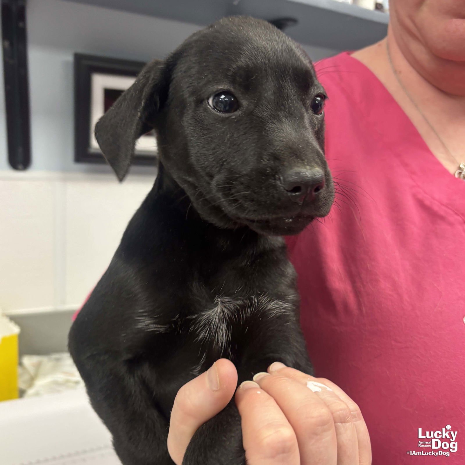 HOLLY - Shepherd / Labrador Retriever available for adoption