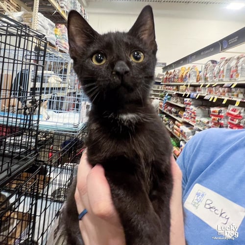 ORCA - Domestic Short Hair available for adoption
