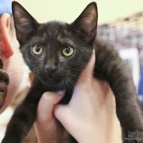 ORCA - Domestic Short Hair available for adoption