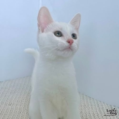 STELLA WHITE - Domestic Short Hair available for adoption