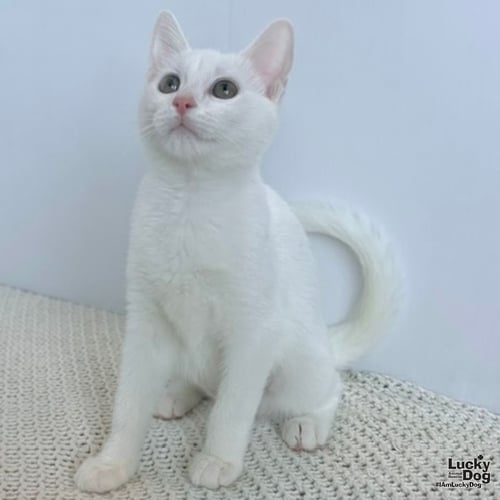 STELLA WHITE - Domestic Short Hair available for adoption