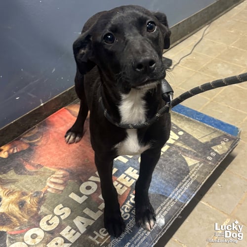 ANALYST - Labrador Retriever / Retriever available for adoption