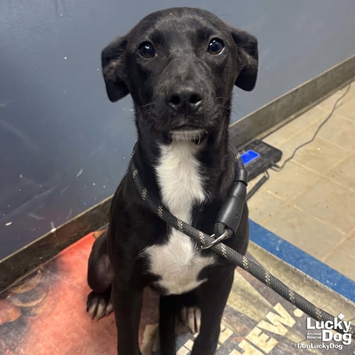 ANALYST - Labrador Retriever / Retriever available for adoption