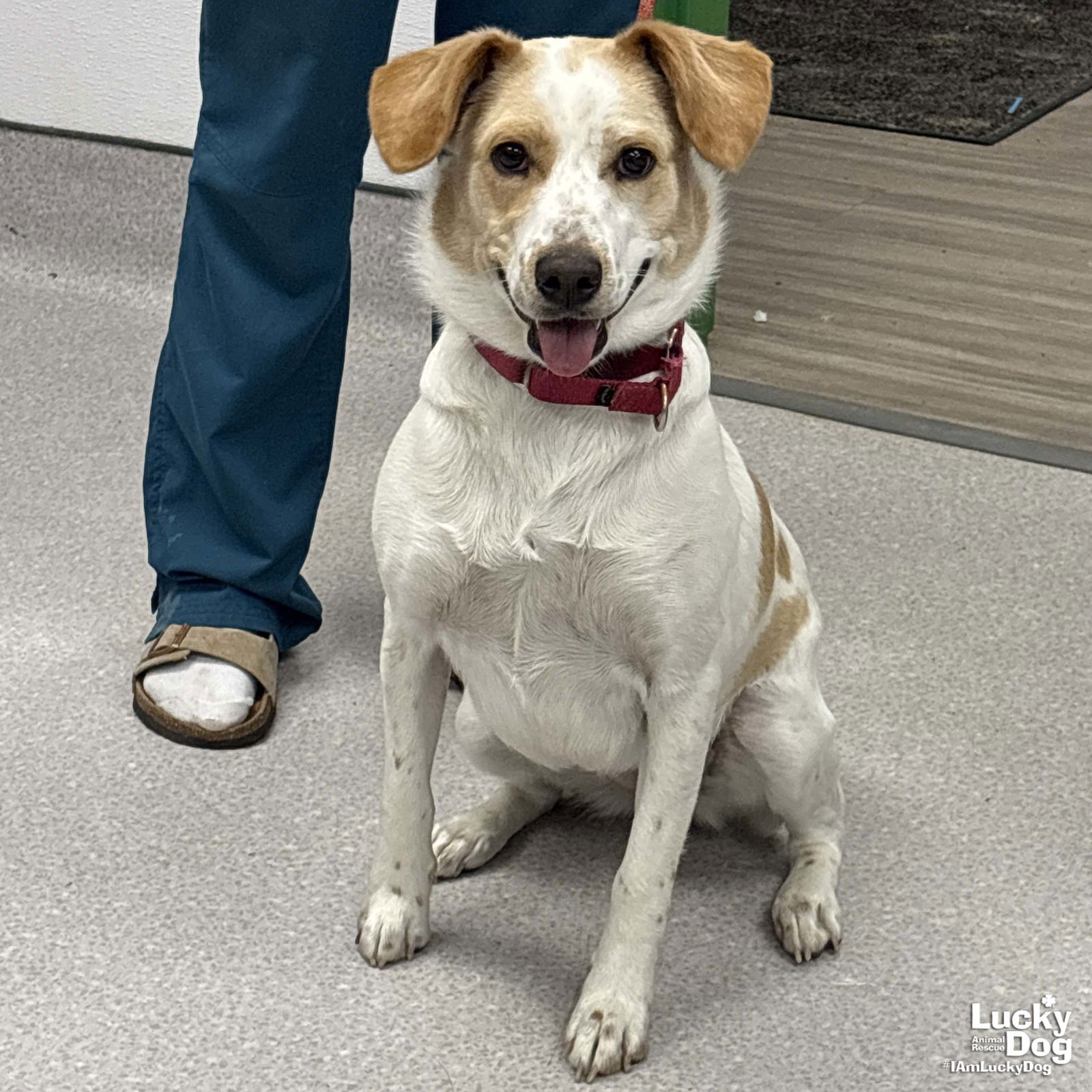 ROOT BEER - Hound / Collie available for adoption