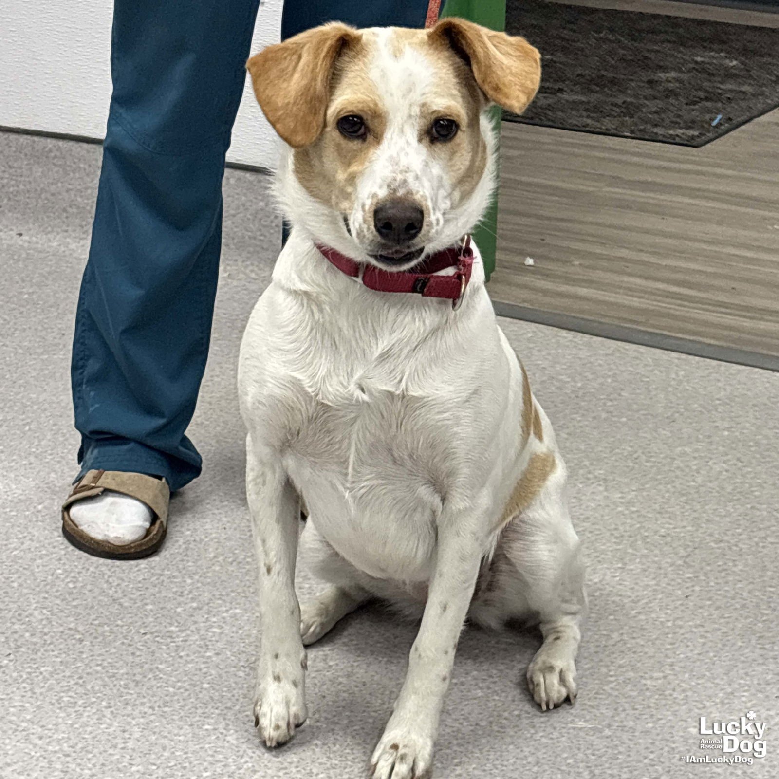 ROOT BEER - Hound / Collie available for adoption