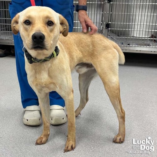 BENNY - Labrador Retriever available for adoption
