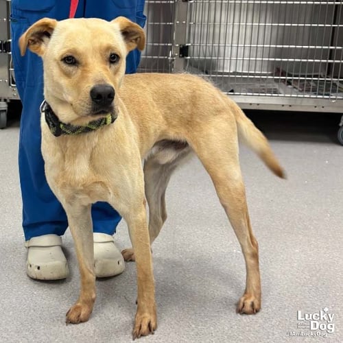 BENNY - Labrador Retriever available for adoption