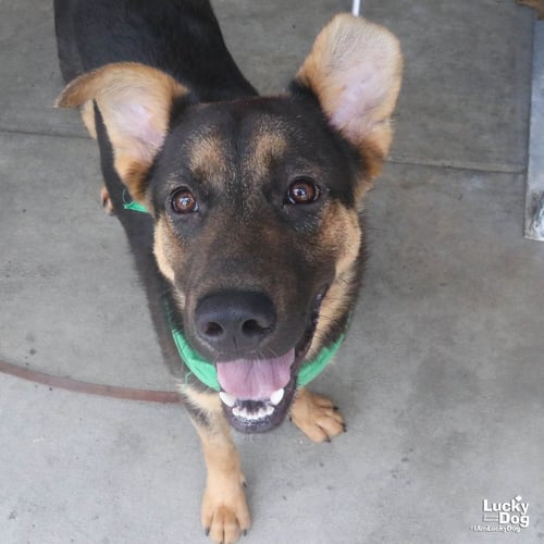 CHASE - German Shepherd Dog available for adoption
