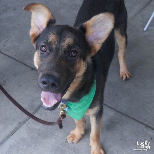 CHASE - German Shepherd Dog available for adoption