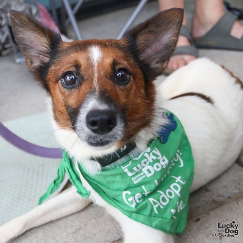 LAVENDER - Corgi / Shetland Sheepdog Sheltie available for adoption