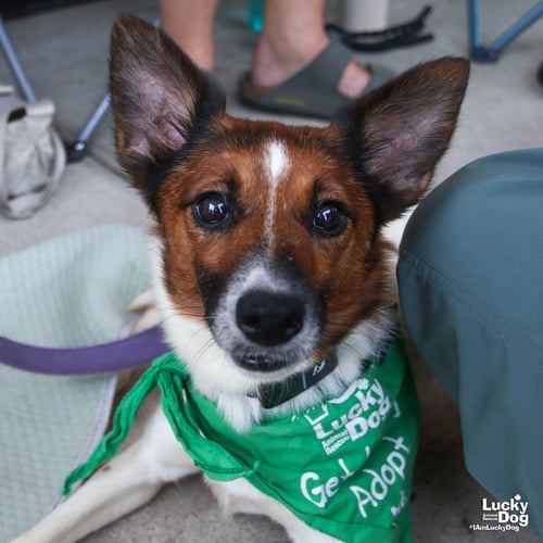 LAVENDER - Corgi / Shetland Sheepdog Sheltie available for adoption