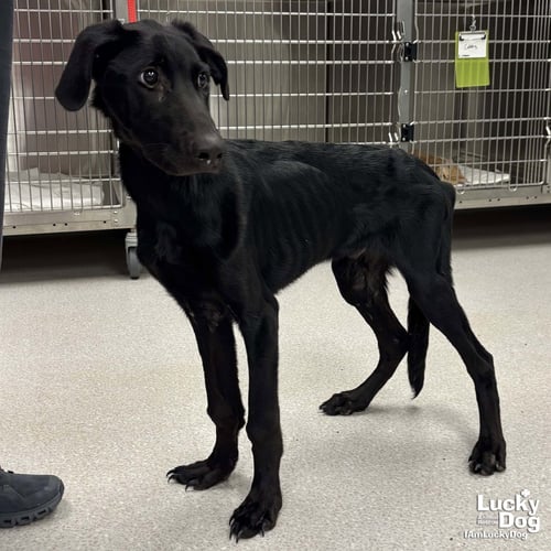 GATOR - Labrador Retriever / Retriever available for adoption