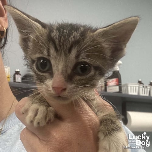COWBOY - Domestic Short Hair available for adoption