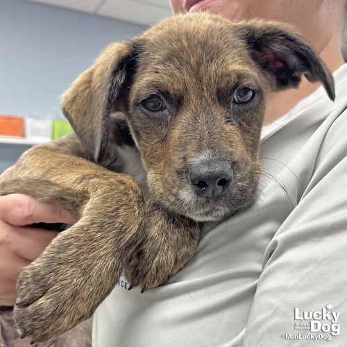 JOSEPH - Shepherd / Plott Hound available for adoption