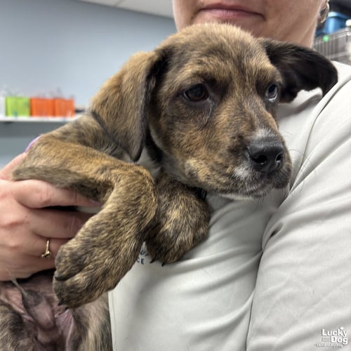 JOSEPH - Shepherd / Plott Hound available for adoption