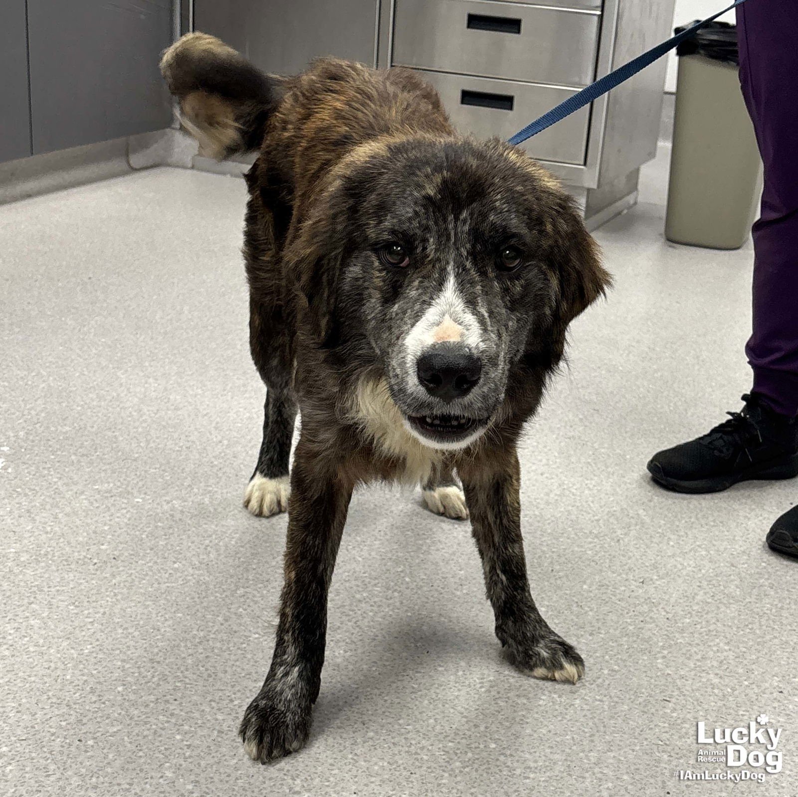 SEAN - Shepherd available for adoption