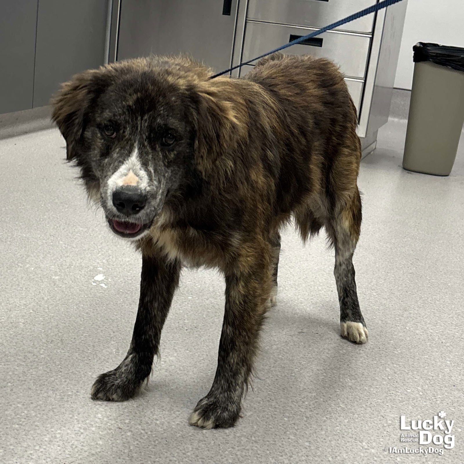 SEAN - Shepherd available for adoption