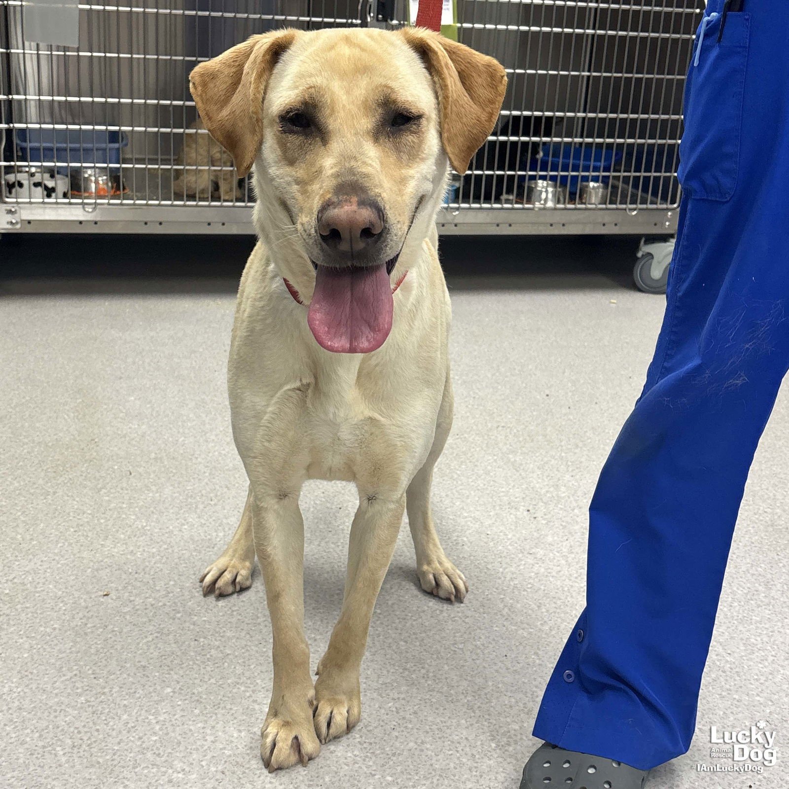 CAMEO - Yellow Labrador Retriever / Labrador Retriever available for adoption