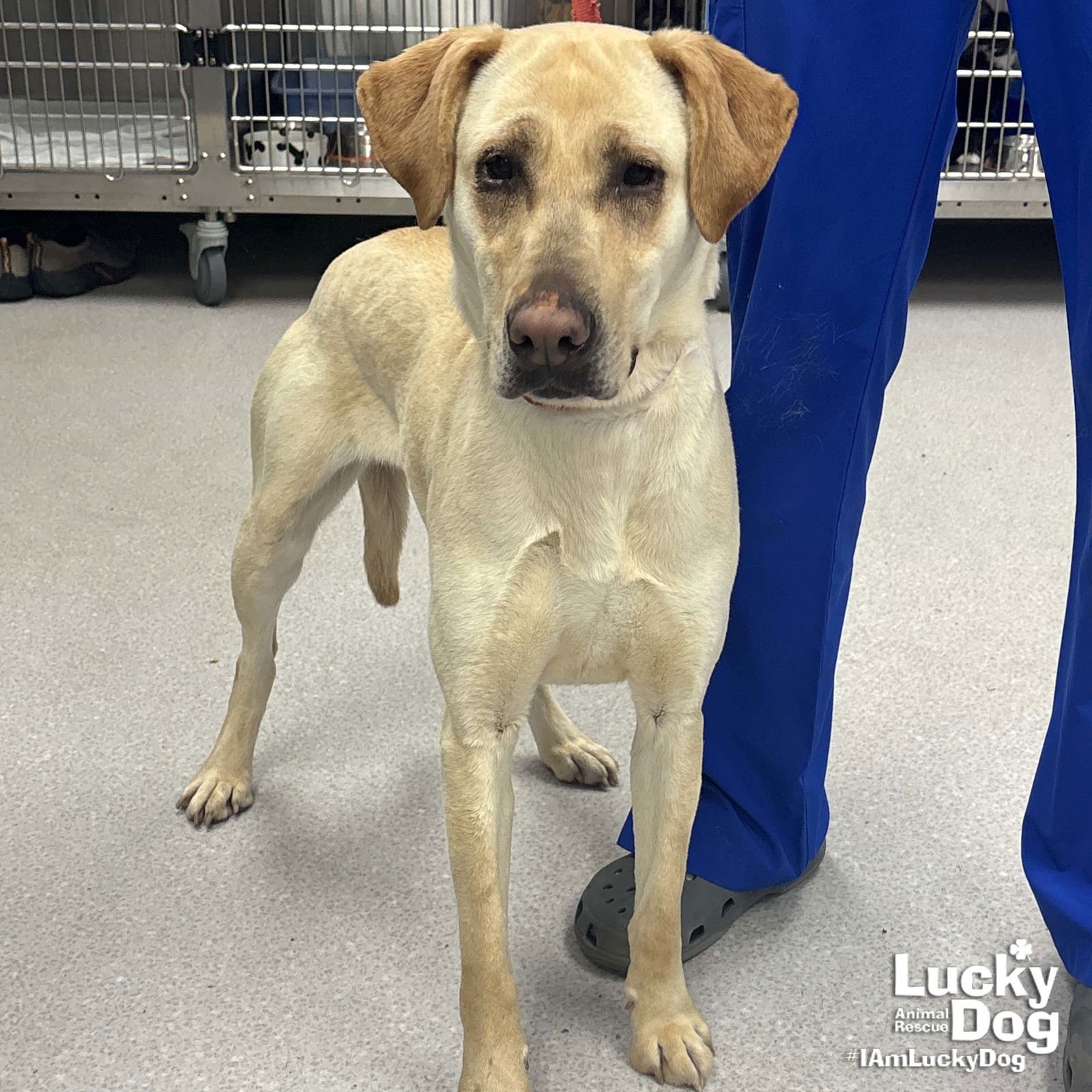 CAMEO - Yellow Labrador Retriever / Labrador Retriever available for adoption