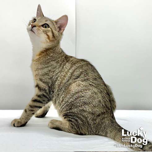 JAMIE - Domestic Short Hair available for adoption