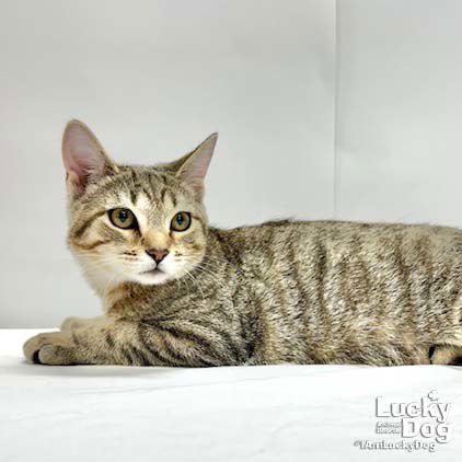 JAMIE - Domestic Short Hair available for adoption