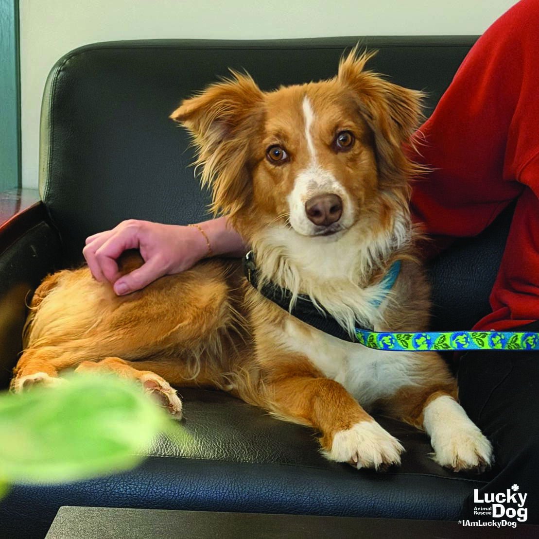 CHILI - Australian Shepherd available for adoption