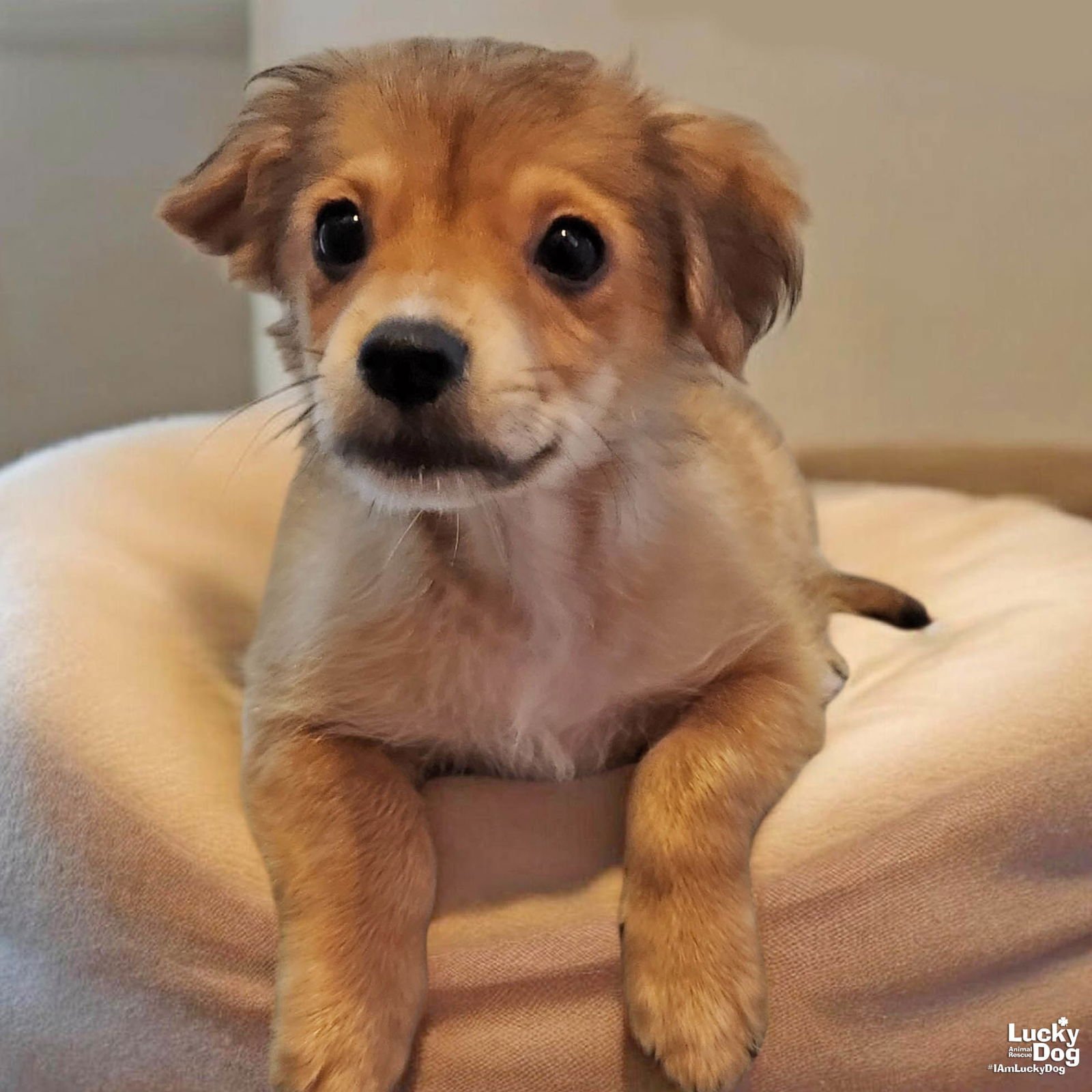 SENOR OZZIE - Chihuahua available for adoption