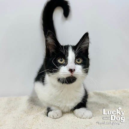ANAKIN - Domestic Short Hair / Tuxedo available for adoption