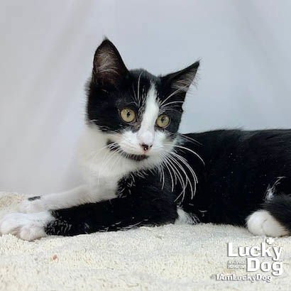 ANAKIN - Domestic Short Hair / Tuxedo available for adoption