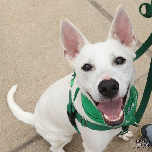 SPRITE - Terrier / Labrador Retriever available for adoption