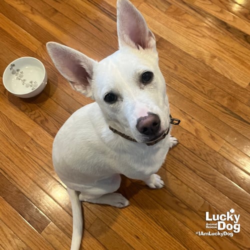 SPRITE - Terrier / Labrador Retriever available for adoption