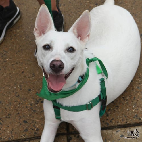 SPRITE - Terrier / Labrador Retriever available for adoption