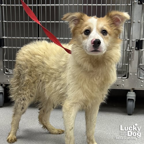 HICKORY - Shetland Sheepdog Sheltie available for adoption