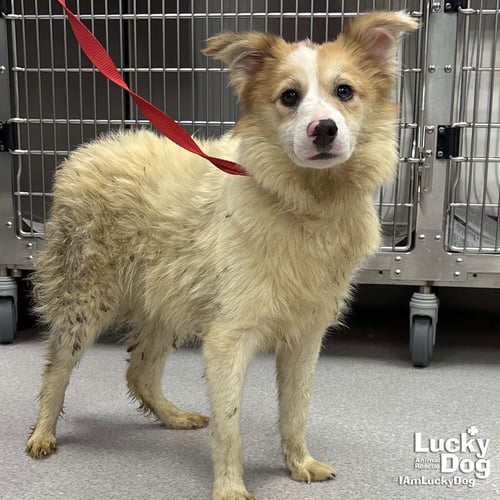 HICKORY - Shetland Sheepdog Sheltie available for adoption