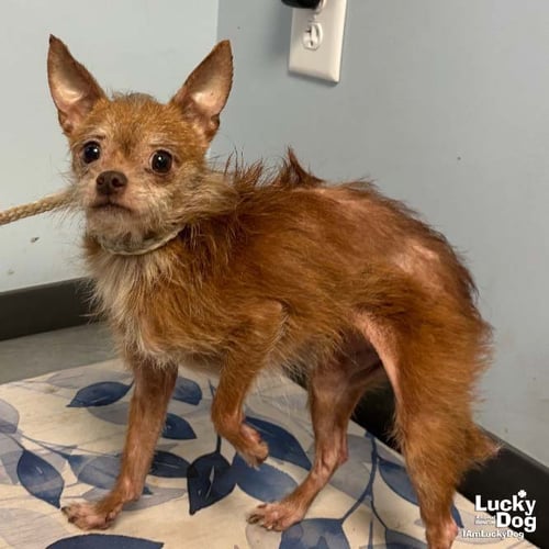JIPSY - Chihuahua available for adoption