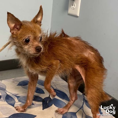 JIPSY - Chihuahua available for adoption